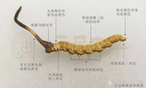 葵花胃康胶囊的功效-葵花胃康颗粒说明书网葵花胃康胶囊的功效知识网站,分享葵花牌胃康灵粿粒的主要作用大全